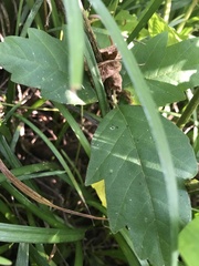 Toxicodendron pubescens