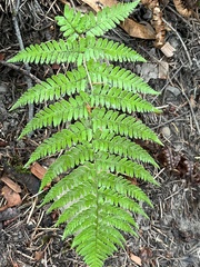 Dryopteris arguta