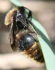 Pseudomethoca propinqua