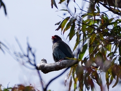 Eurystomus orientalis