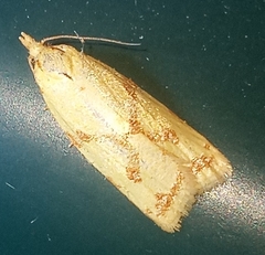 Sparganothis sulfureana