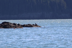 Phoca vitulina vitulina