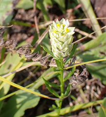 Polygala sanguinea