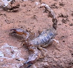Urodacus manicatus