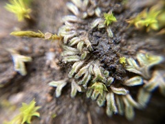Riccia