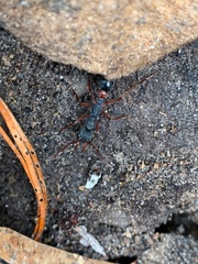 Myrmecia esuriens