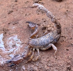 Urodacus manicatus