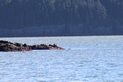 Phoca vitulina vitulina