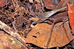 Oreobates quixensis