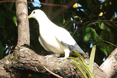 Ducula spilorrhoa