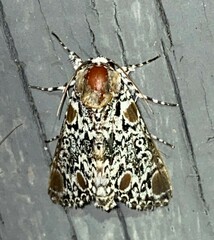 Harrisimemna trisignata