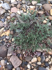 Astragalus australis