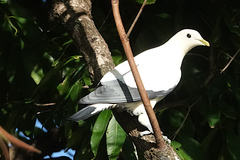 Ducula spilorrhoa