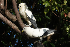Ducula spilorrhoa