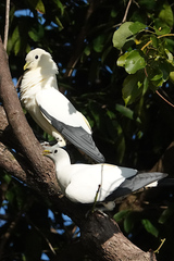 Ducula spilorrhoa