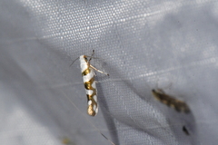 Argyresthia calliphanes