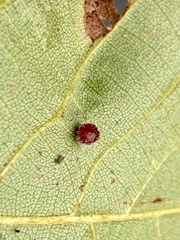 Caryomyia purpurea