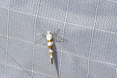 Argyresthia calliphanes