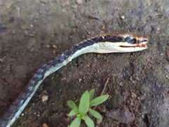 Dendrelaphis pictus
