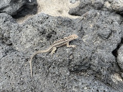 Microlophus albemarlensis