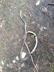 Dendrelaphis pictus