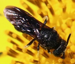 Protandrena aethiops