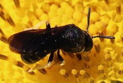 Protandrena aethiops