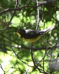 Cardellina canadensis