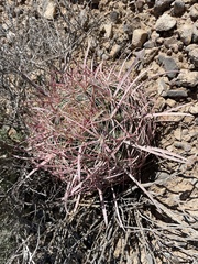 Ferocactus cylindraceus