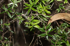 Acrotriche aggregata