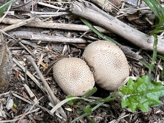 Lycoperdon