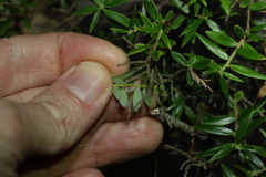 Acrotriche aggregata
