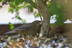 Helopsaltes certhiola