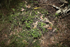 Acrotriche aggregata