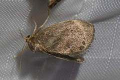 Packardia elegans