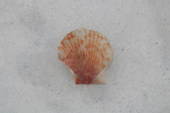 Argopecten ventricosus