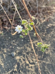 Lantana velutina