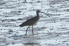 Numenius madagascariensis