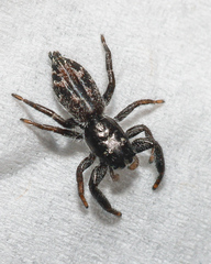 Ocrisiona leucocomis