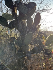 Opuntia galapageia