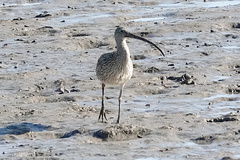 Numenius madagascariensis