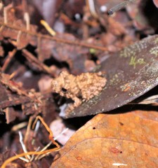 Oreobates quixensis