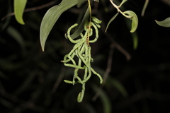 Acacia leiocalyx