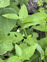 Solanum adscendens