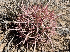Ferocactus cylindraceus