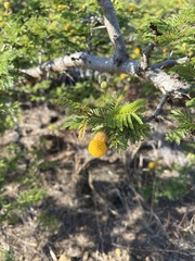 Vachellia macracantha