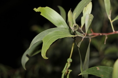 Acacia leiocalyx