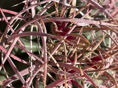 Ferocactus cylindraceus