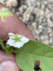 Solanum adscendens