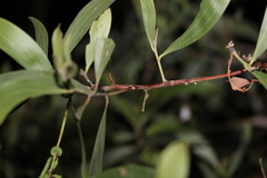 Acacia leiocalyx
